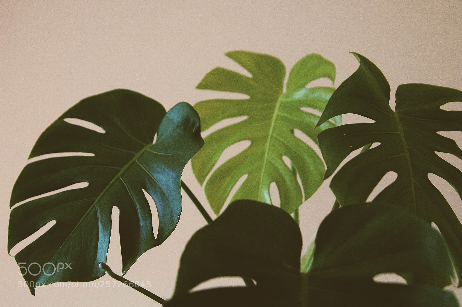 Nikon D50 sample photo. Untitled photography