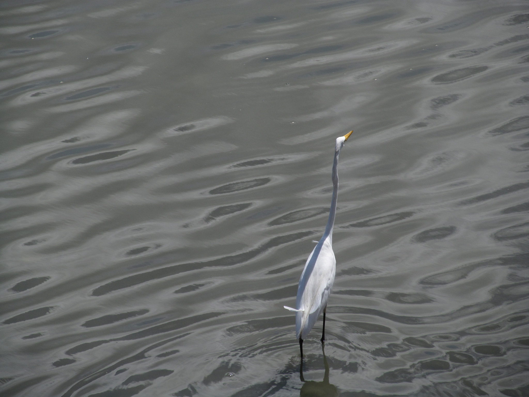 Canon PowerShot SX150 IS sample photo. 52.jpg photography