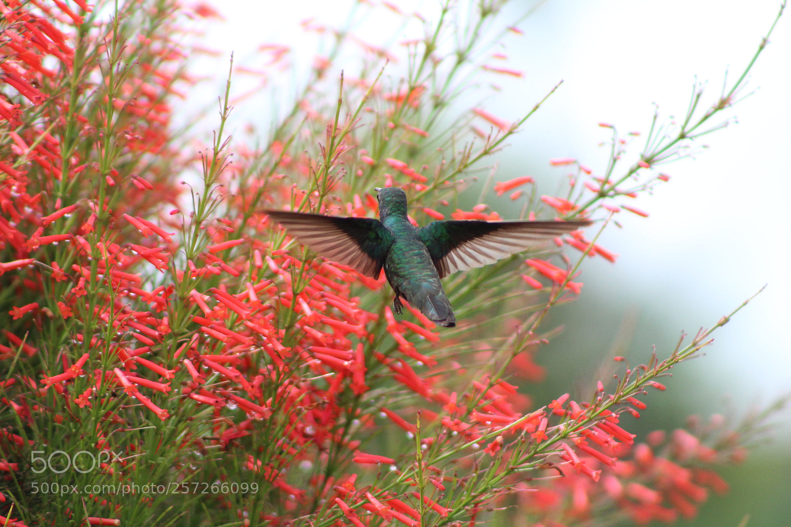 Canon EF 75-300mm f/4-5.6 sample photo. Untitled photography