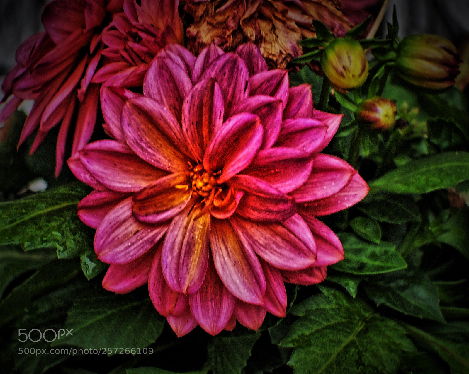 Olympus OM-D E-M5 sample photo. Digital art photography