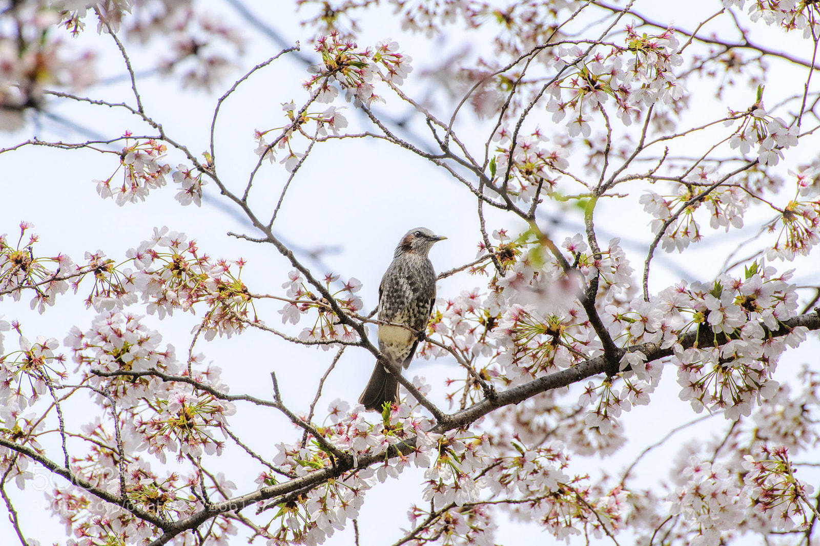 Nikon D850 sample photo. Sakura and bulbul photography