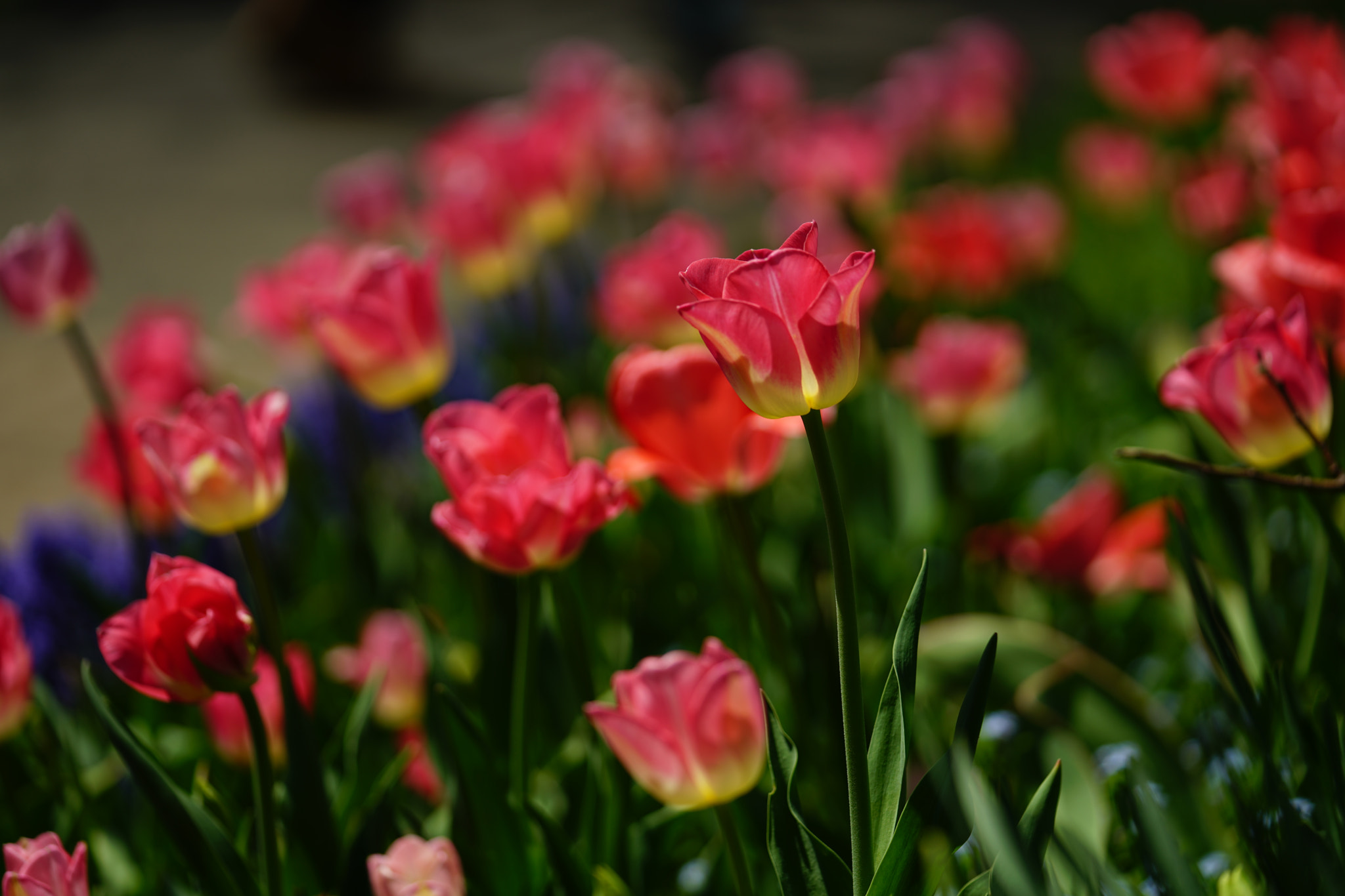 Sony FE 70-200mm F2.8 GM OSS sample photo. Pink tulips - tulip time festival photography