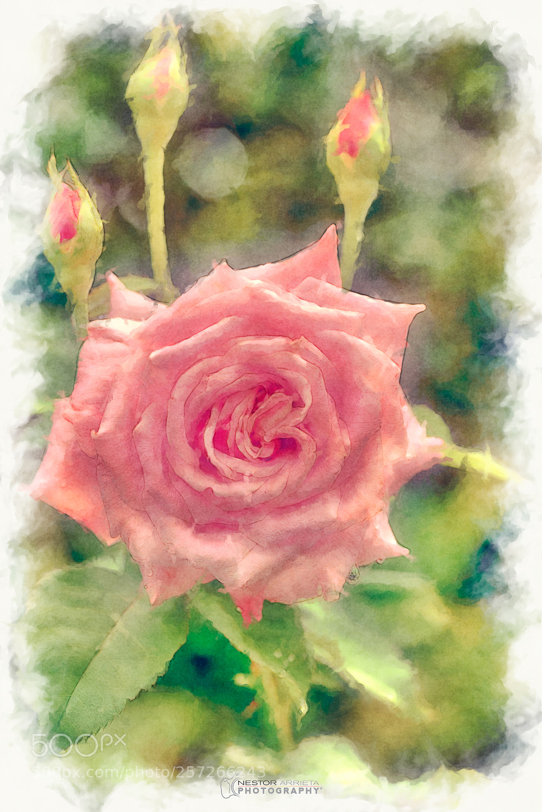 Sony a7R sample photo. Rosa crayon photography
