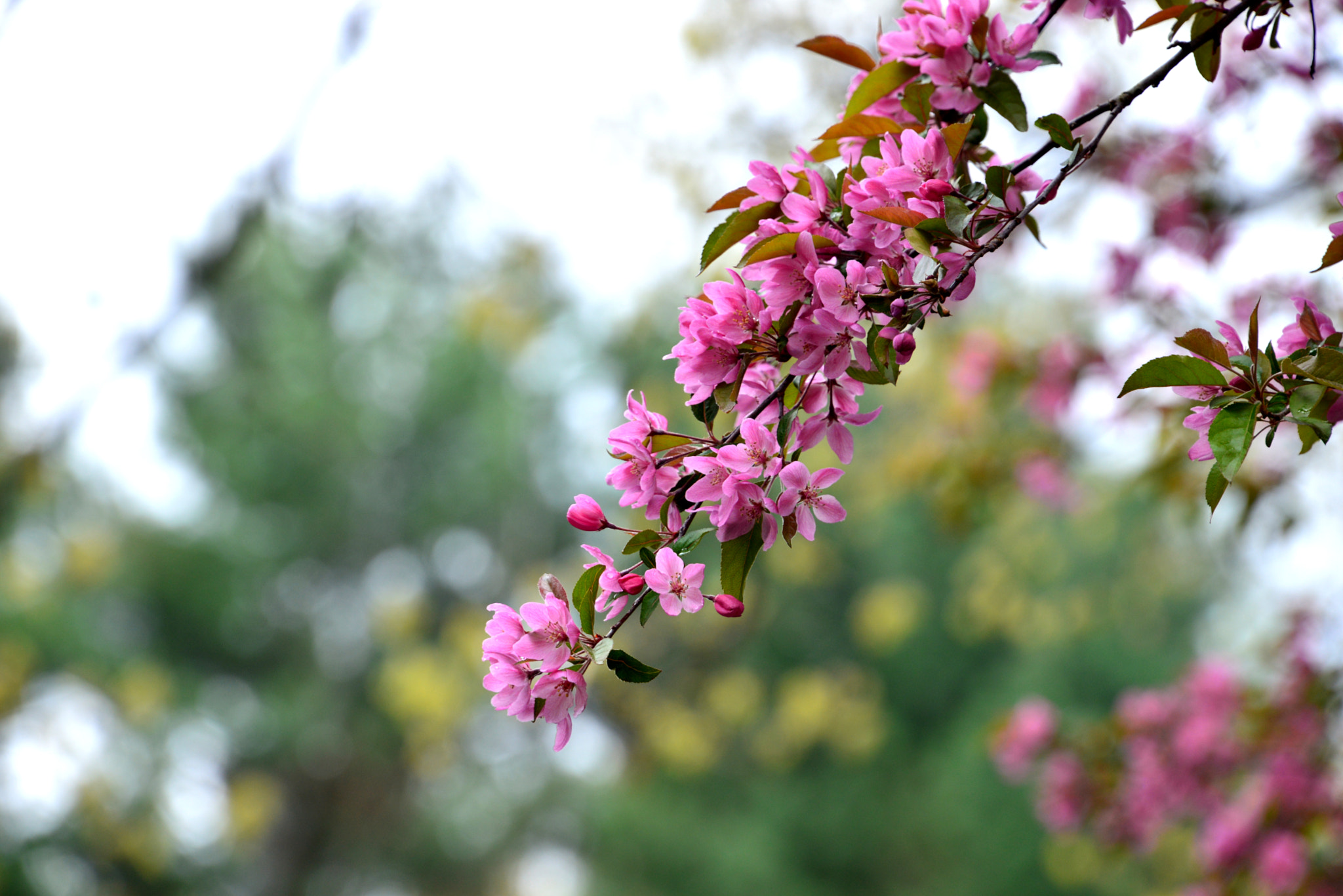 Nikon D610 sample photo. Spring photography
