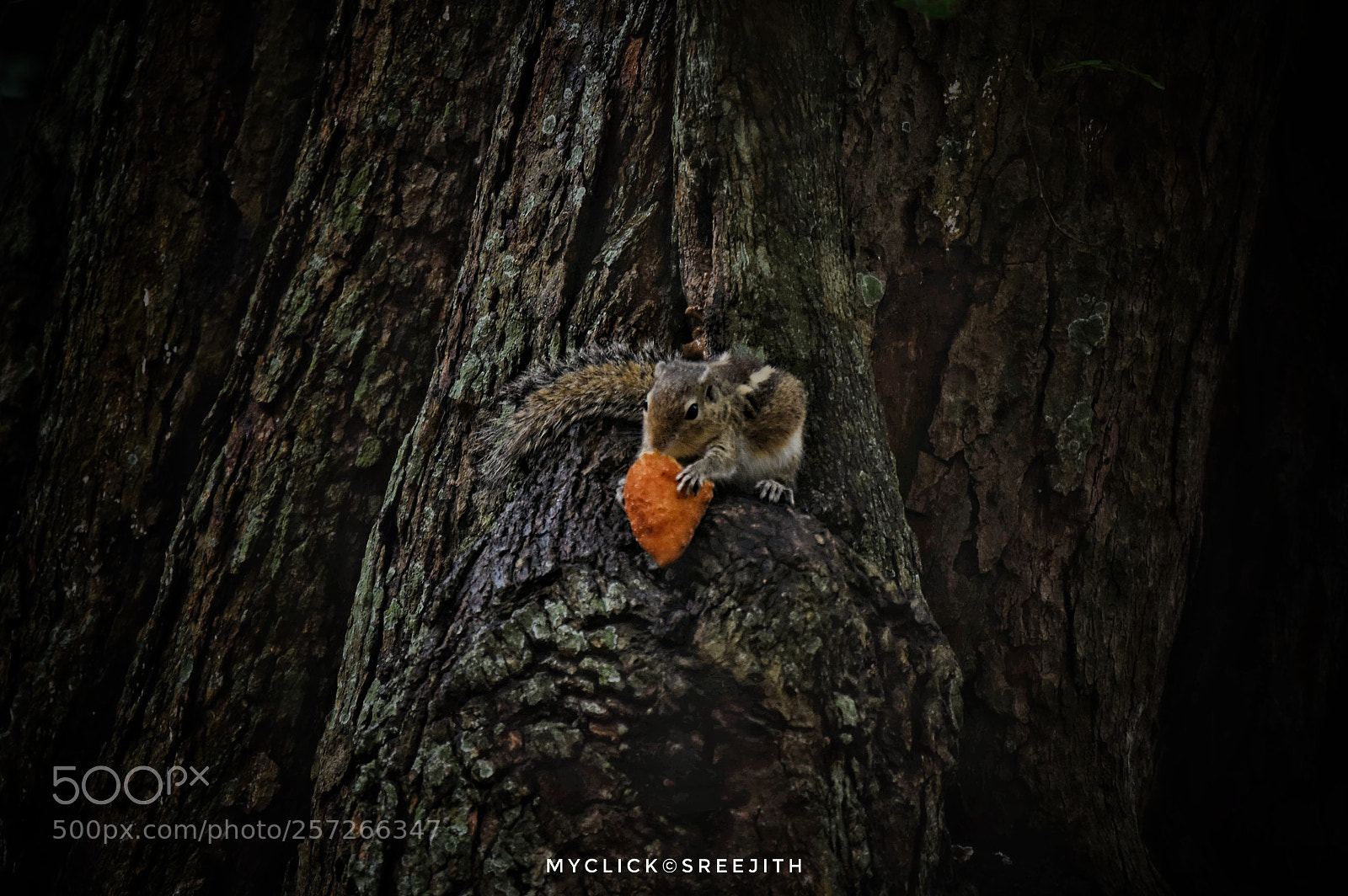 Nikon D7200 sample photo. Squirrel eating food ? photography