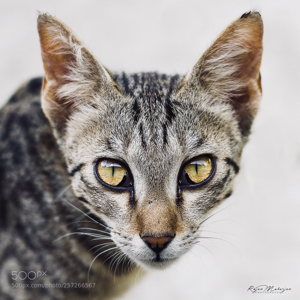 Nikon D750 sample photo. ~ a cat’s look ~ photography