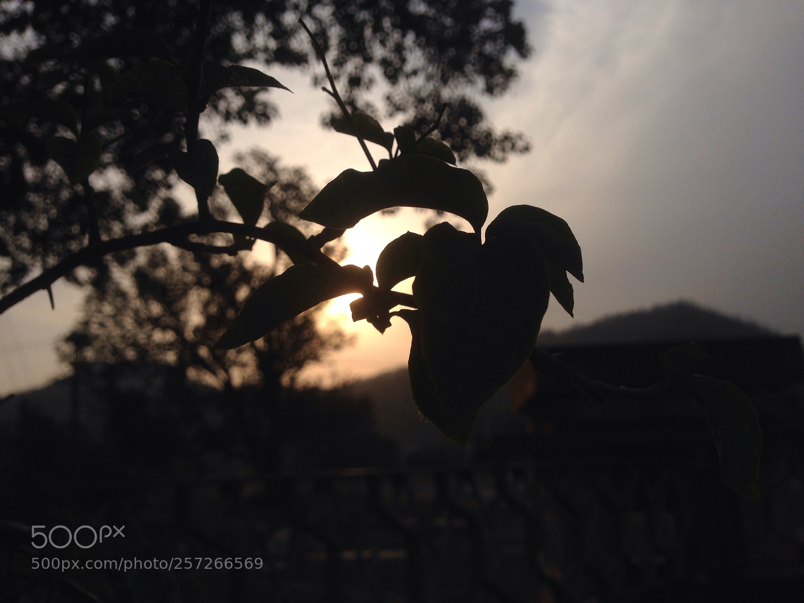 Apple iPhone 5 sample photo. Sunnyside... photography