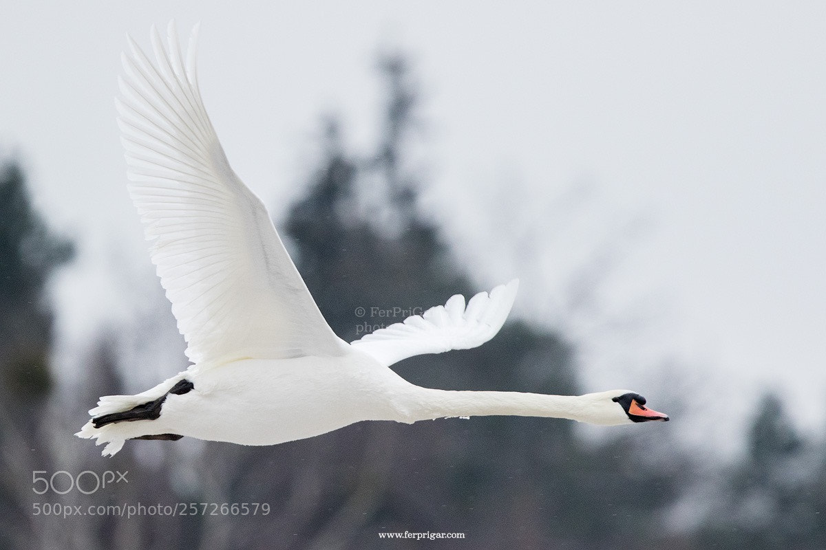 Canon EOS 7D Mark II sample photo. Swan photography