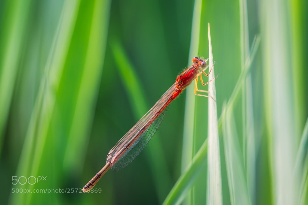 Canon EOS 70D sample photo. Red photography