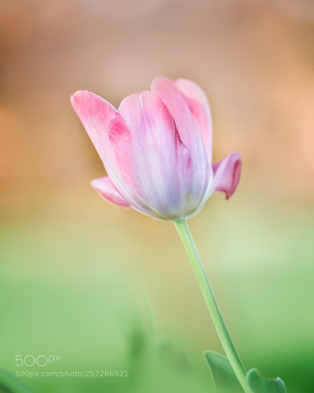 Canon EOS 6D sample photo. Untitled photography