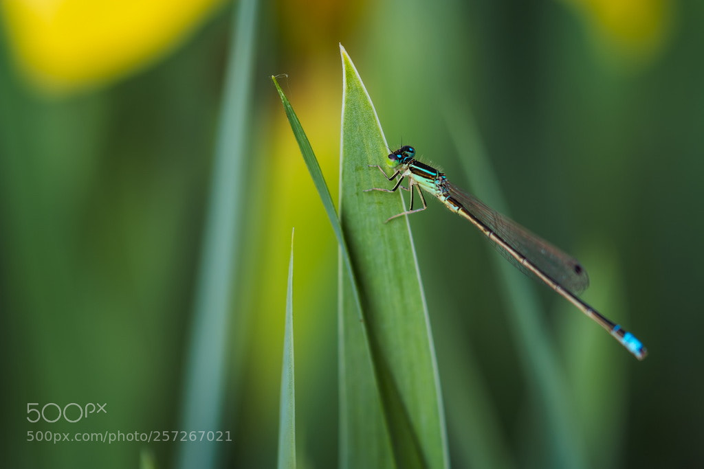 Canon EOS 70D sample photo. Green photography