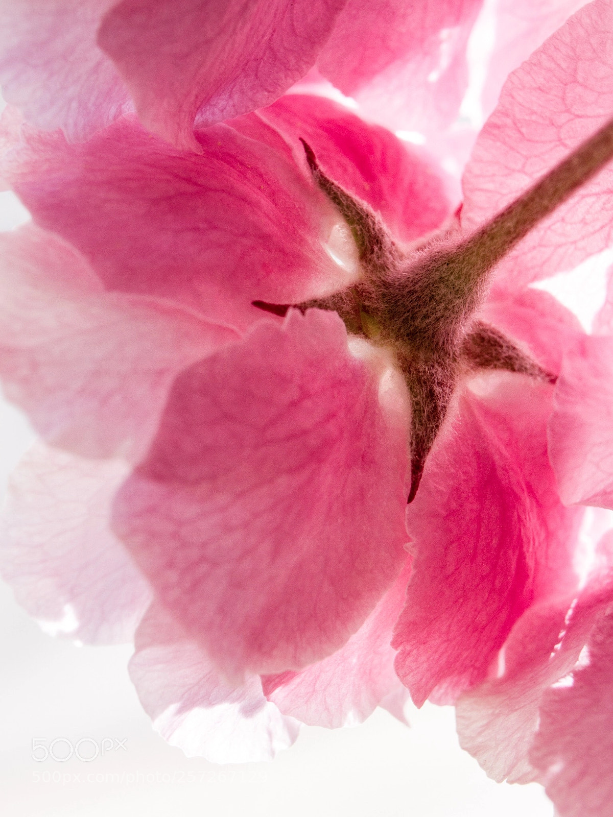 Canon EOS 7D sample photo. Brandywine crabapple blossoms photography