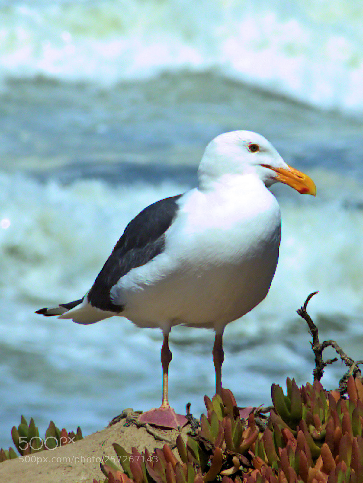 Canon EOS 1100D (EOS Rebel T3 / EOS Kiss X50) sample photo. Seagull photography