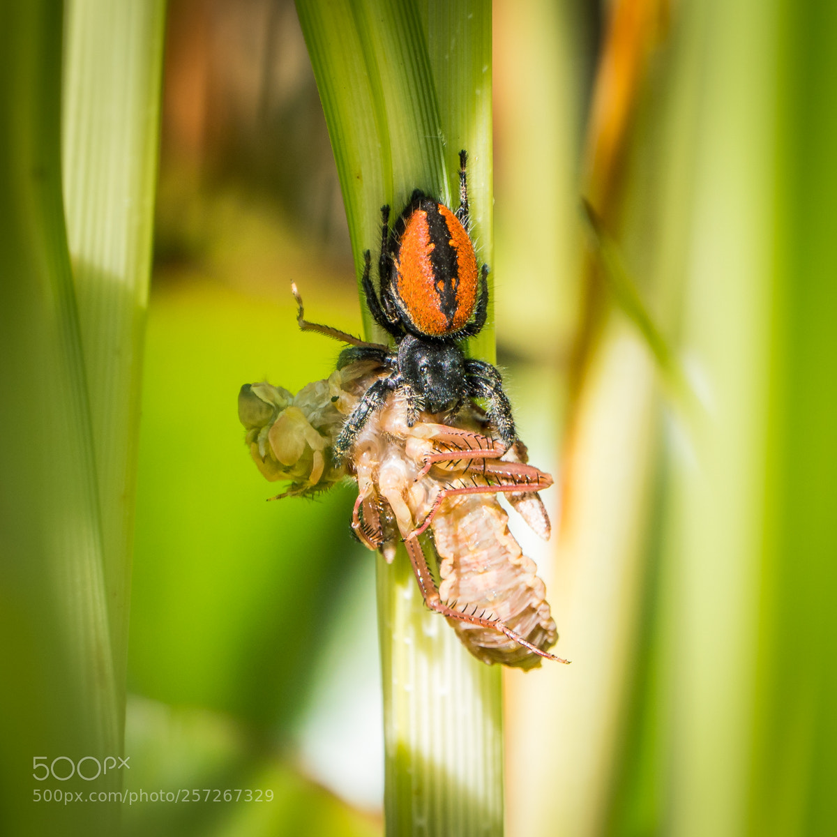 Sony a7R III sample photo. Phidippus spp. salticidae jumping photography
