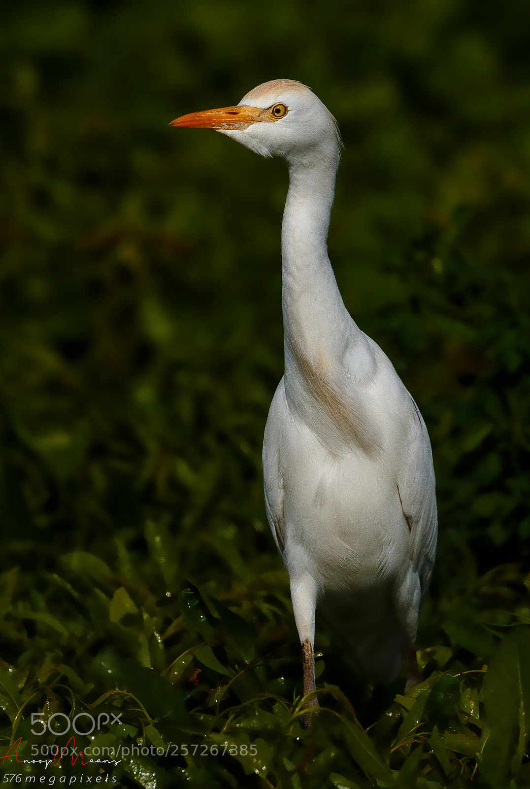 Canon EOS 70D sample photo. Cattle heron photography