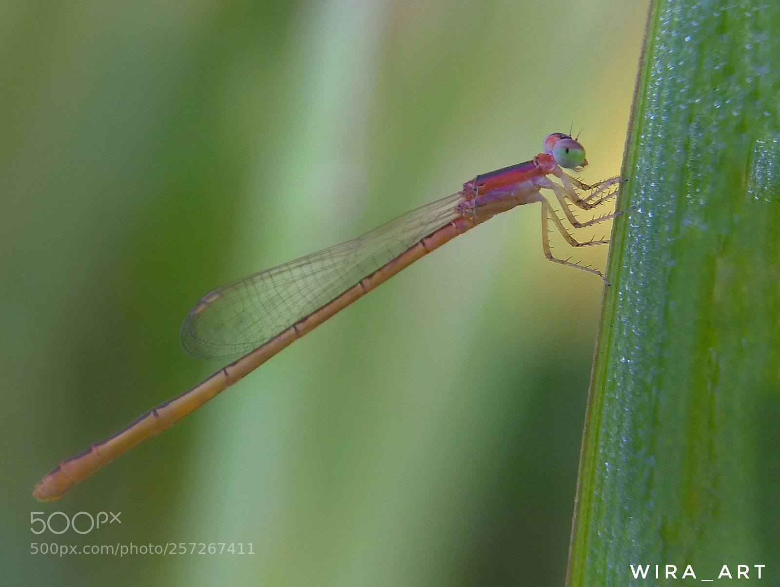 Xiaomi Redmi Note 4 sample photo. Damselfly photography