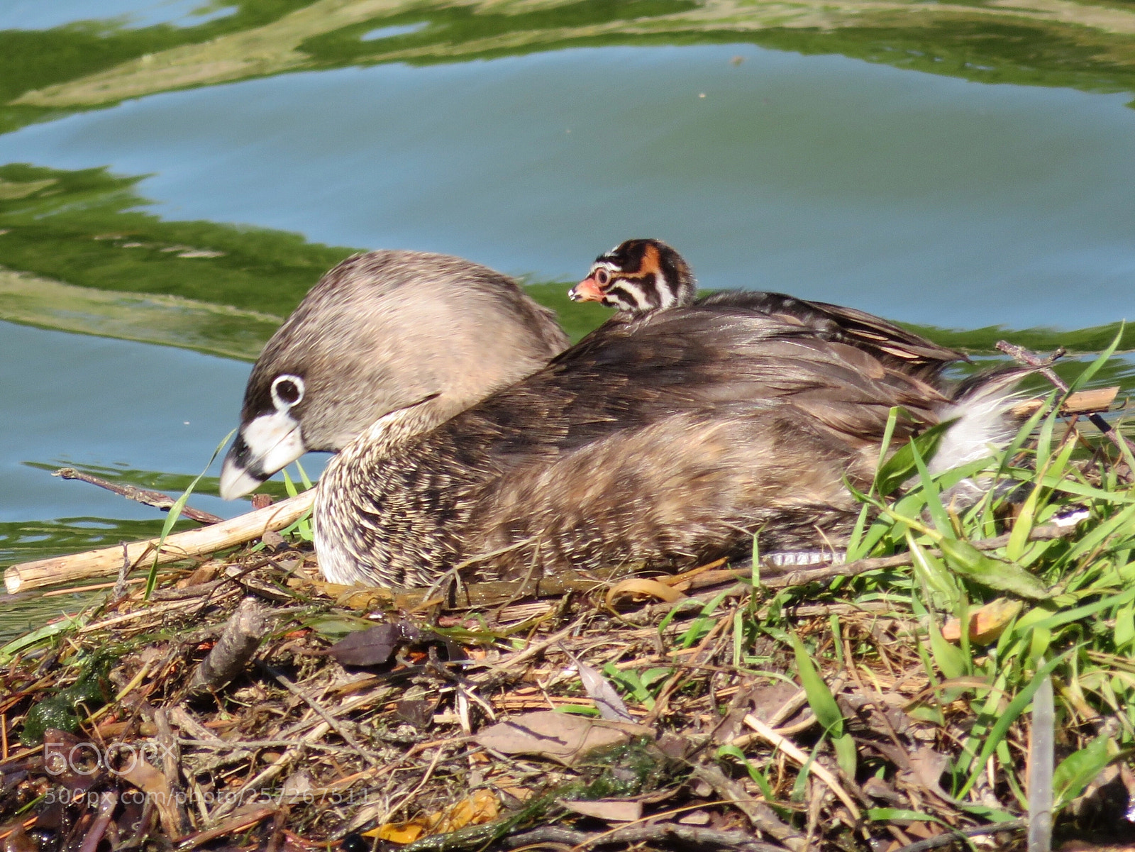 Canon PowerShot SX720 HS sample photo. Grebe and chick photography