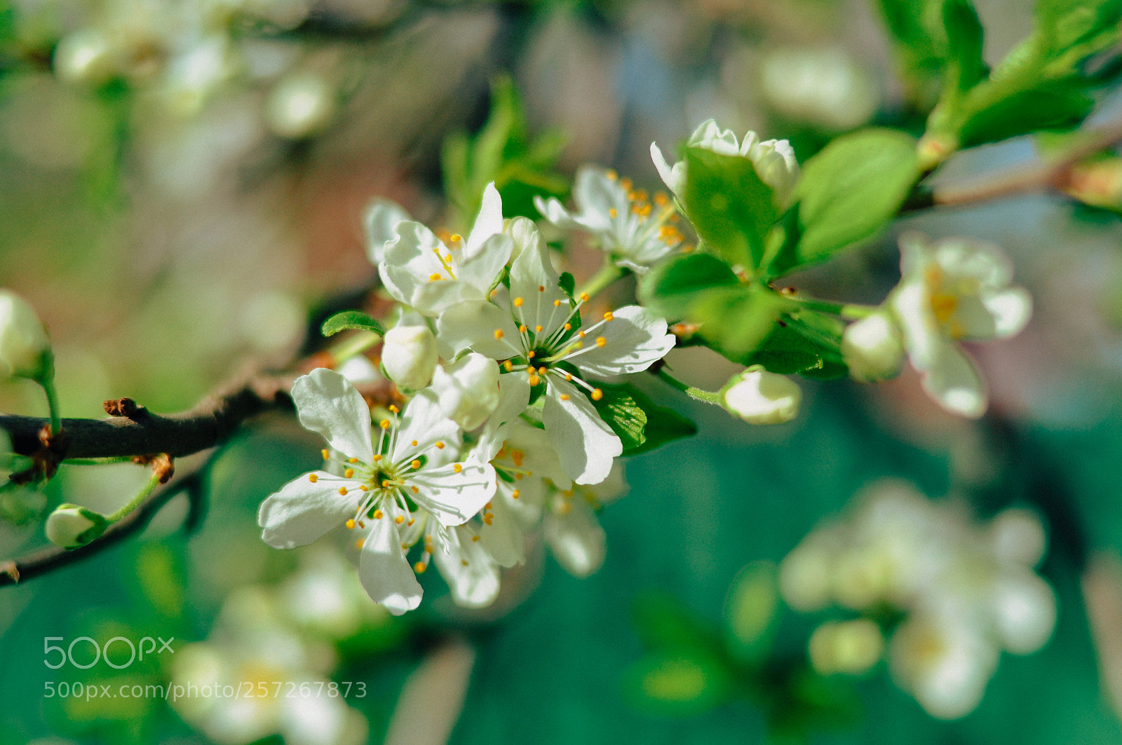 Nikon D90 sample photo. Spring photography