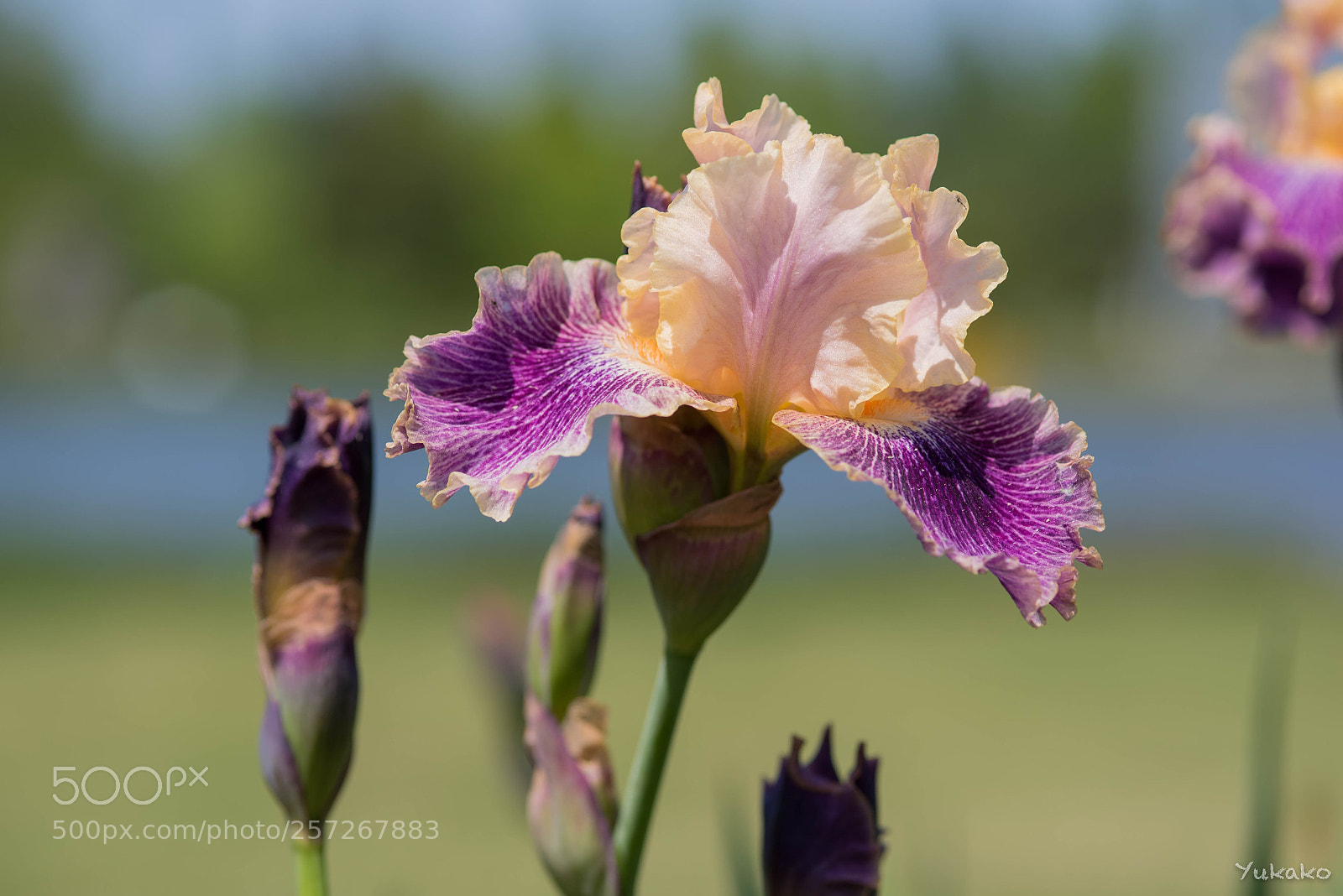 Nikon D750 sample photo. German iris photography