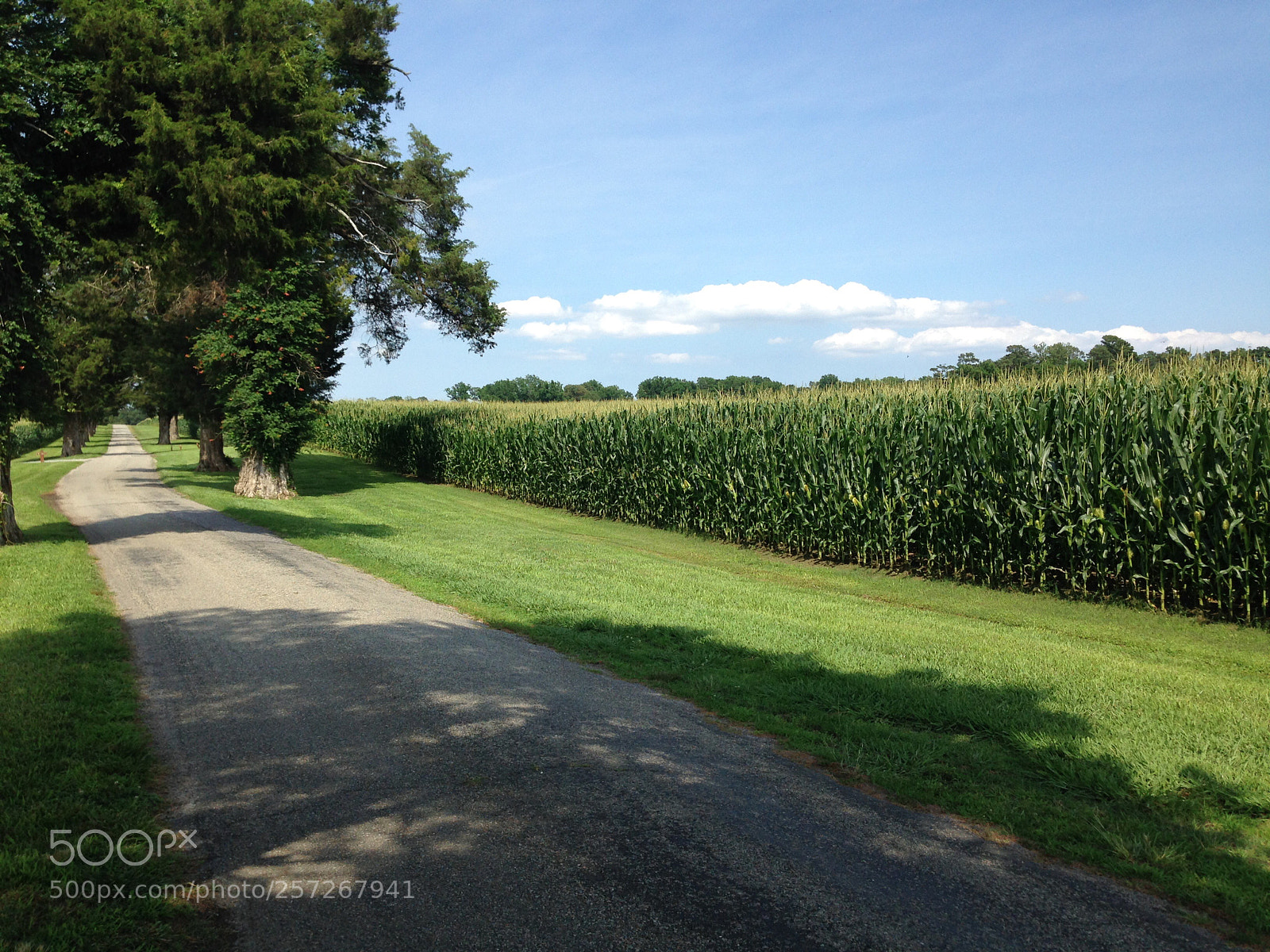 Apple iPhone 5c sample photo. Untitled photography
