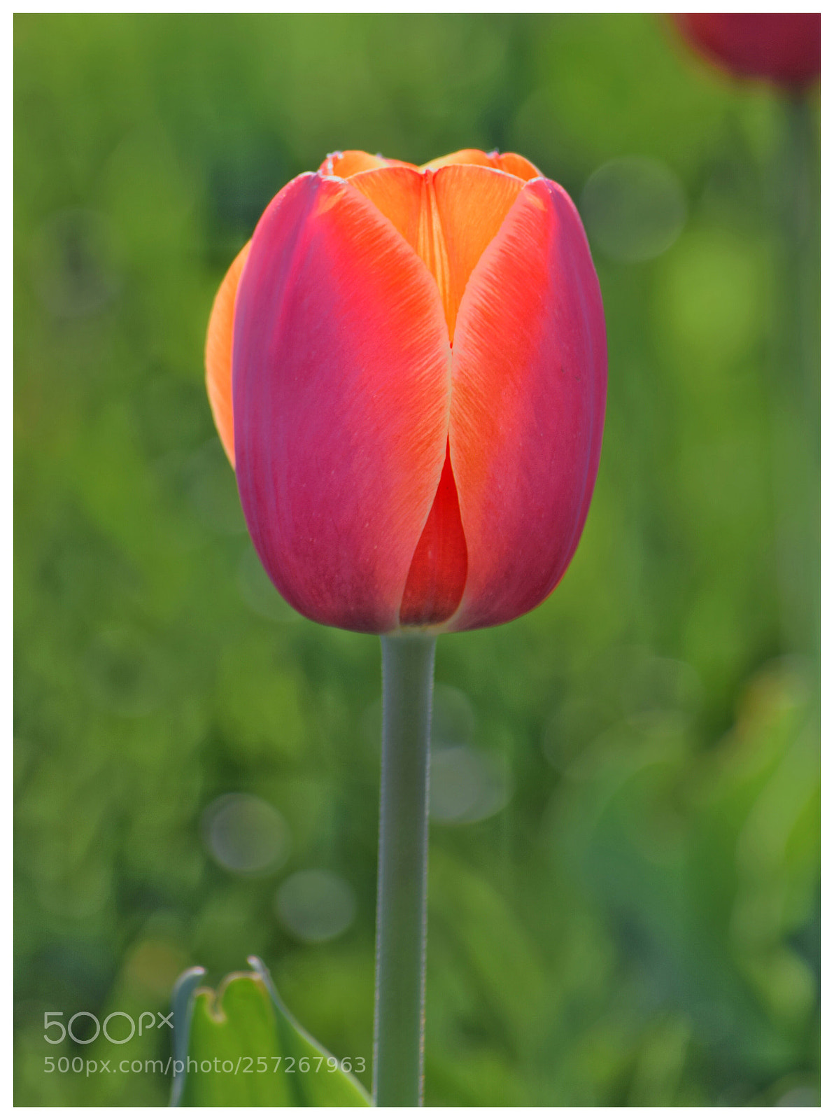 Nikon D3300 sample photo. Tulip 3 photography