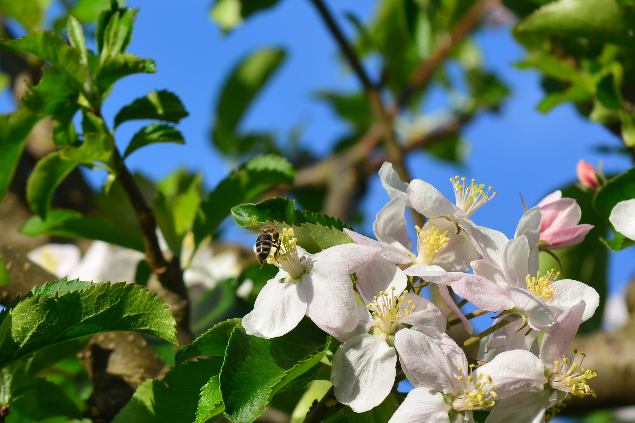 Nikon D7100 sample photo. Apple-tree photography
