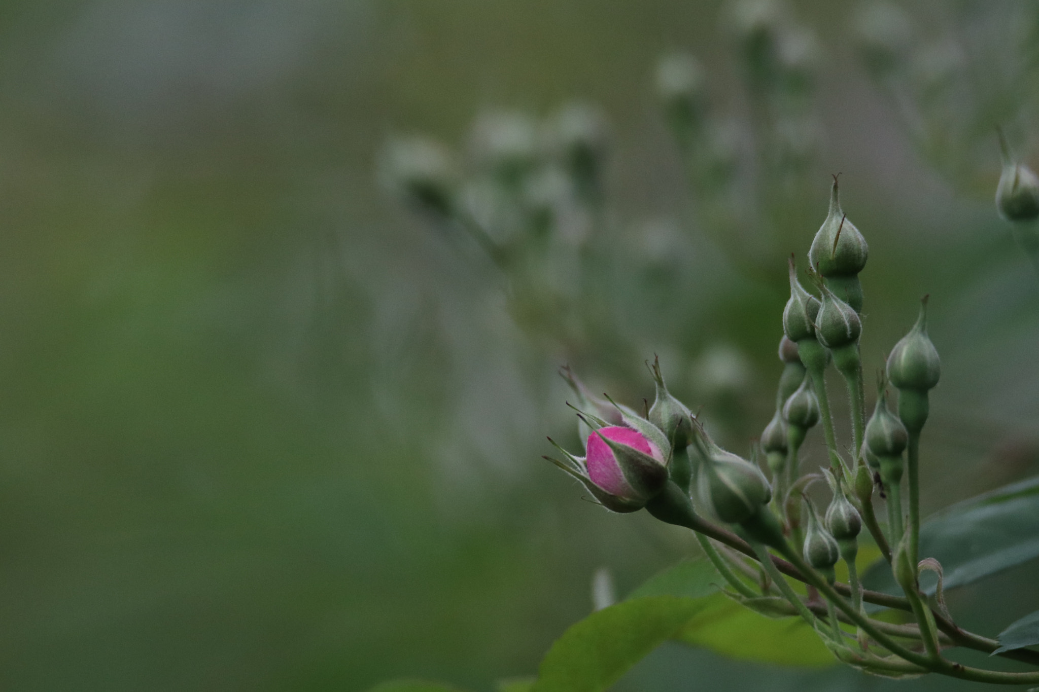 Tamron SP 150-600mm F5-6.3 Di VC USD sample photo. 含苞待放in early puberty photography