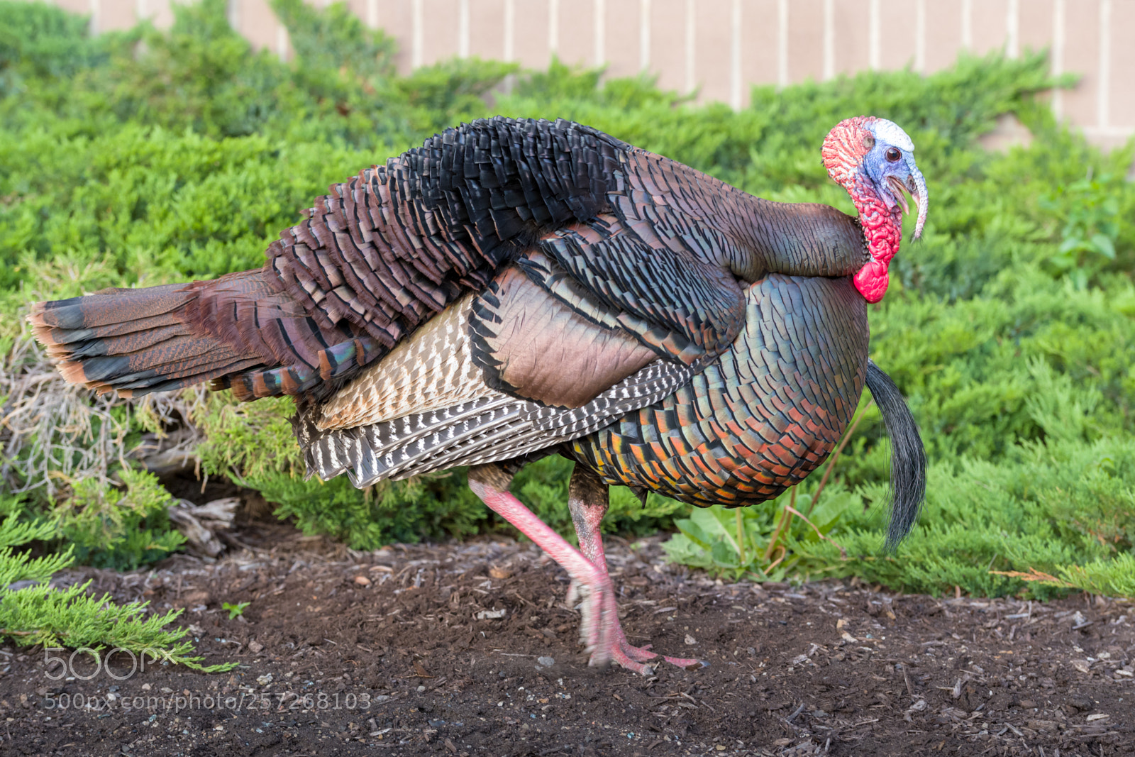Nikon D500 sample photo. Wild urban turkey photography
