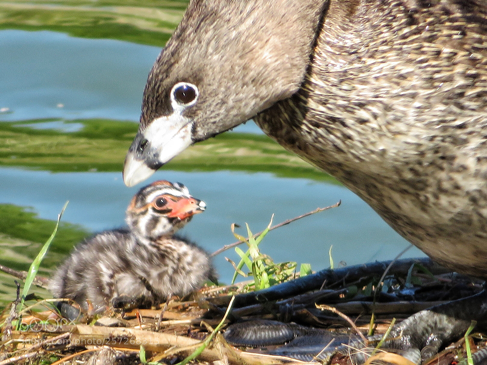 Canon PowerShot SX720 HS sample photo. Egg tooth photography