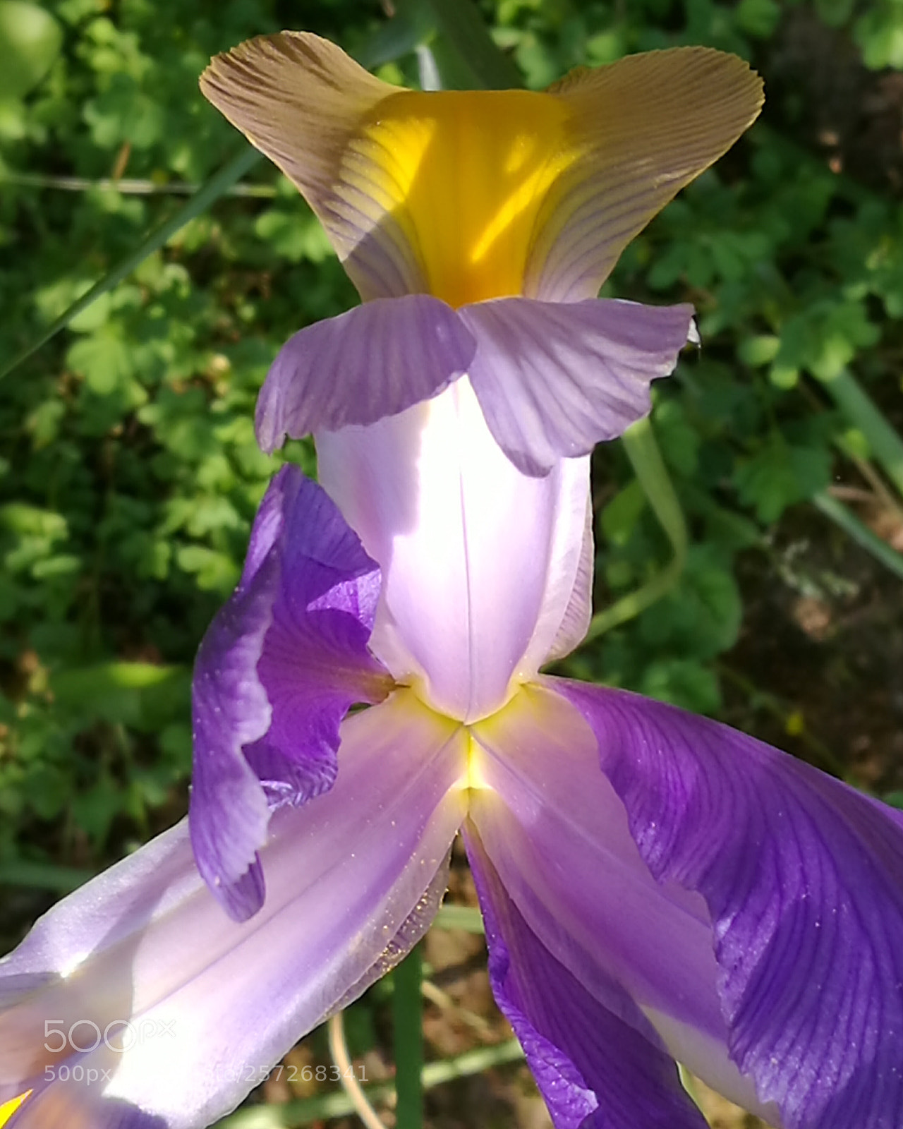 HUAWEI P9 sample photo. Iris photography