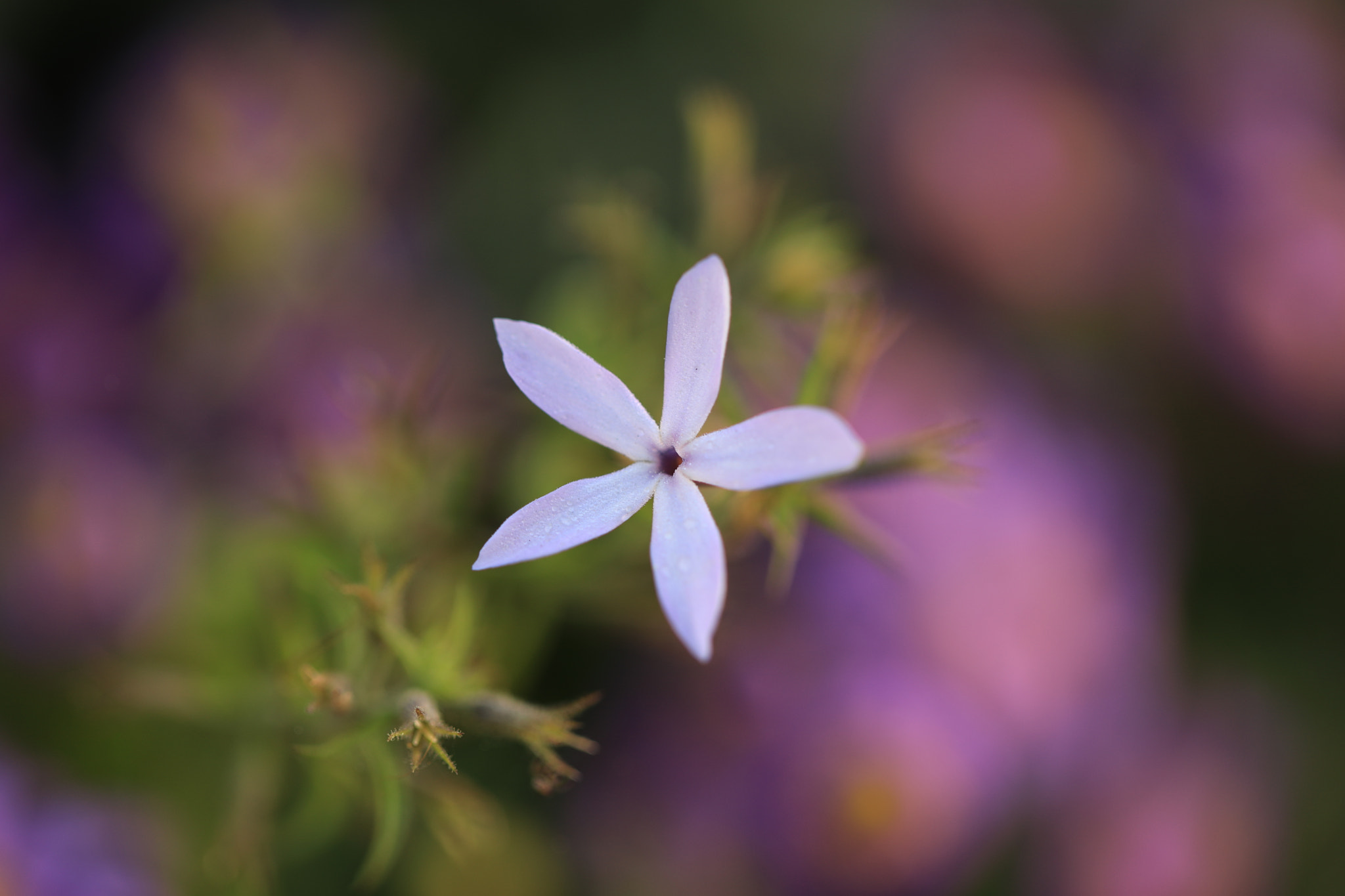Canon EF 100mm F2.8L Macro IS USM sample photo. Star photography