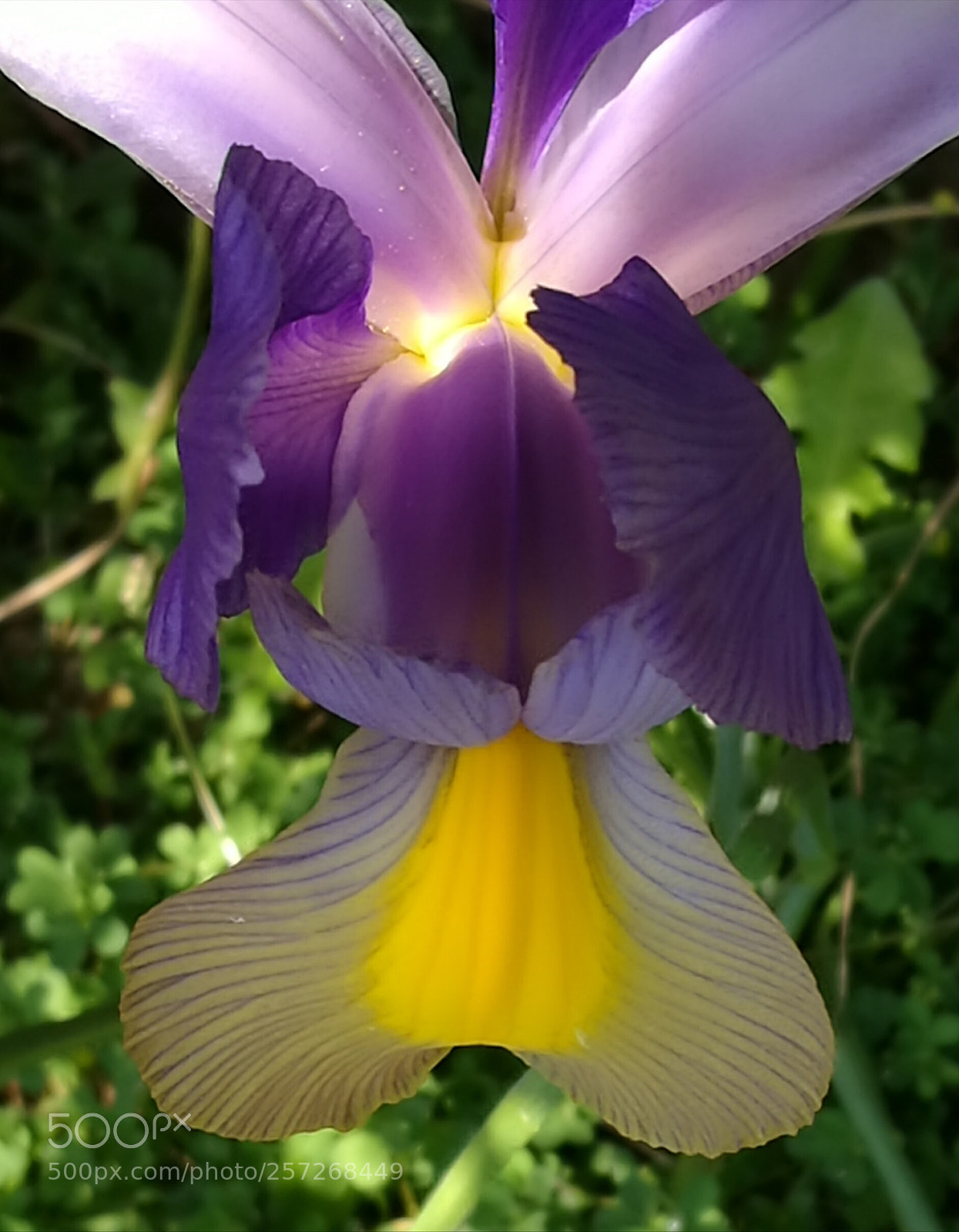 HUAWEI P9 sample photo. Iris (2°) photography