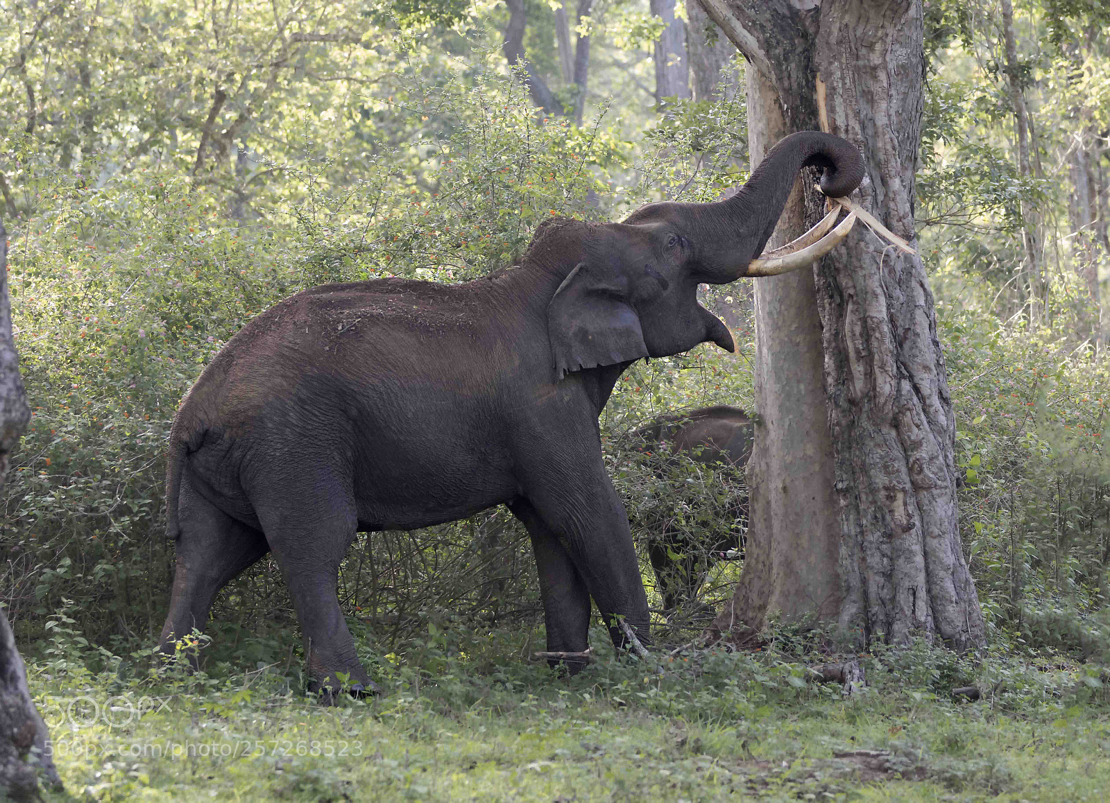 Canon EOS 7D Mark II sample photo. _stripping!!!_ tusker..._ photography