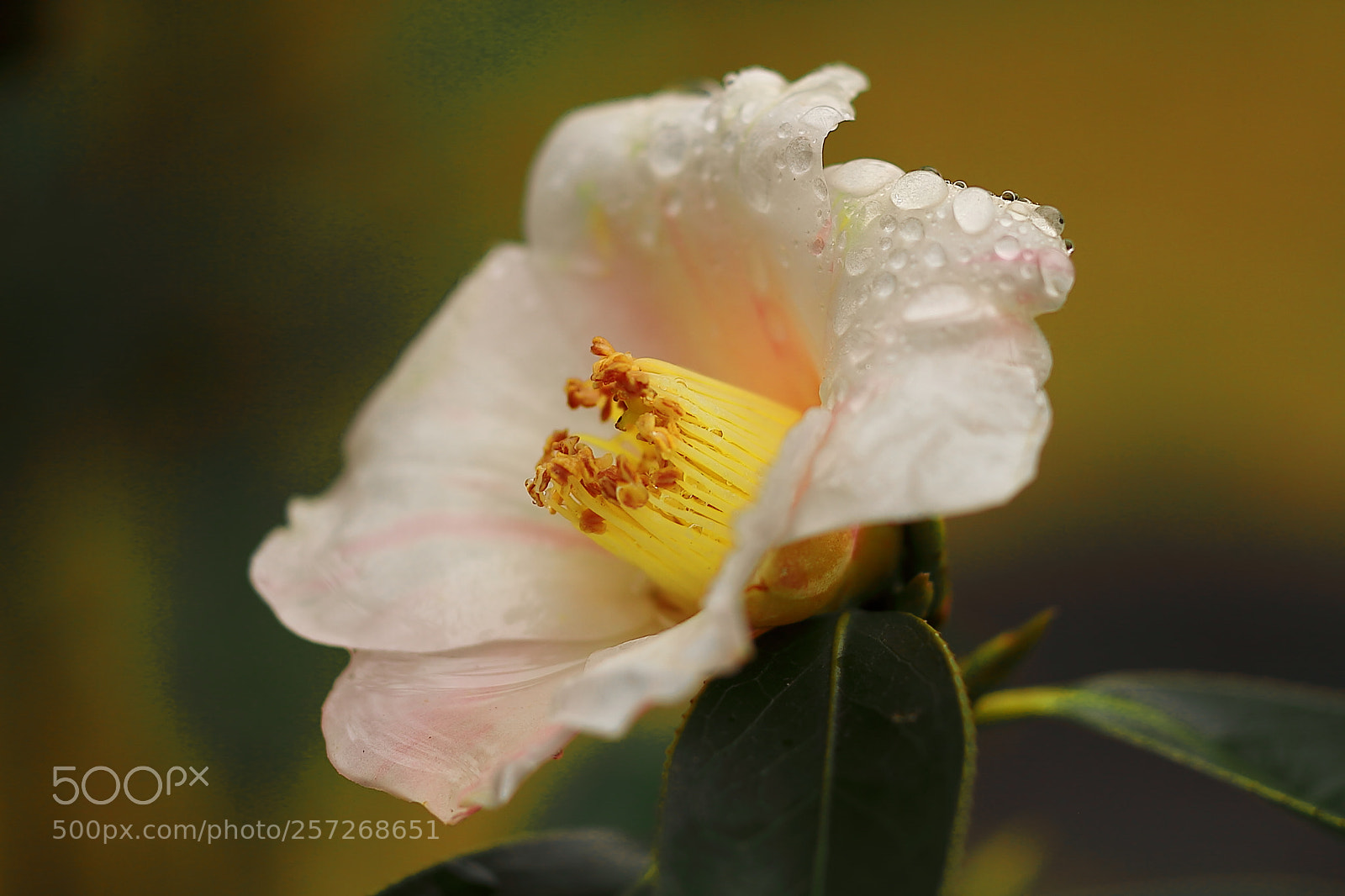 Canon EOS 7D + Canon EF 50mm F1.8 II sample photo. Camellia photography