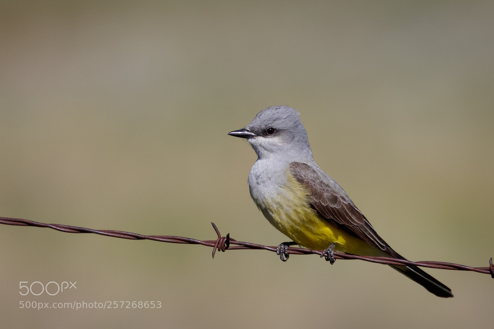 Canon EOS 5DS R sample photo. Western kingbird photography
