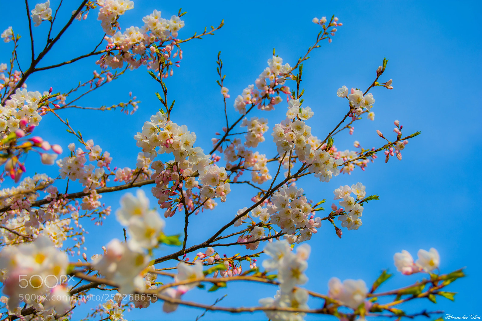Nikon D7100 sample photo. Cherry blossoms photography
