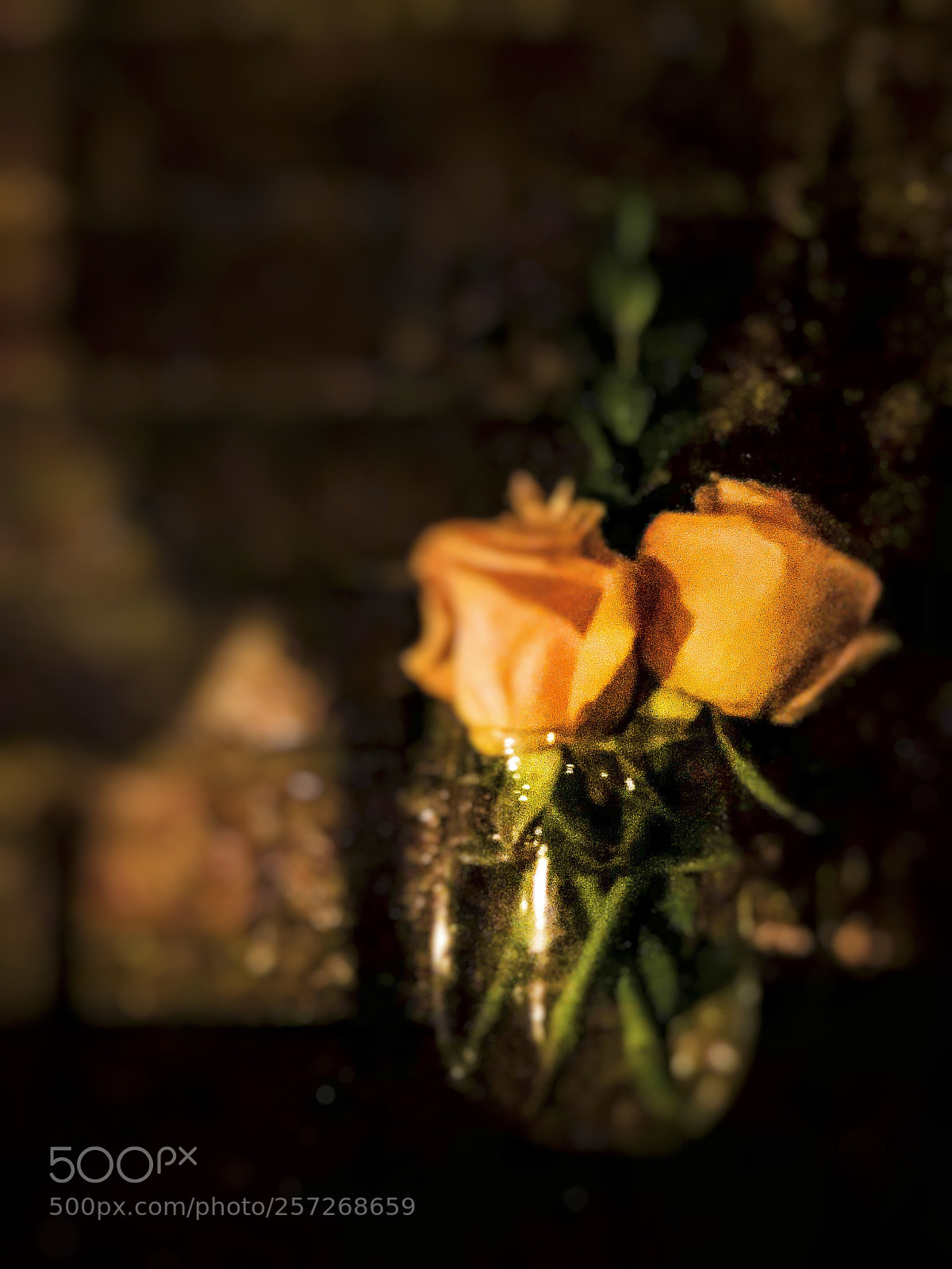 Apple iPhone X sample photo. Untitled photography