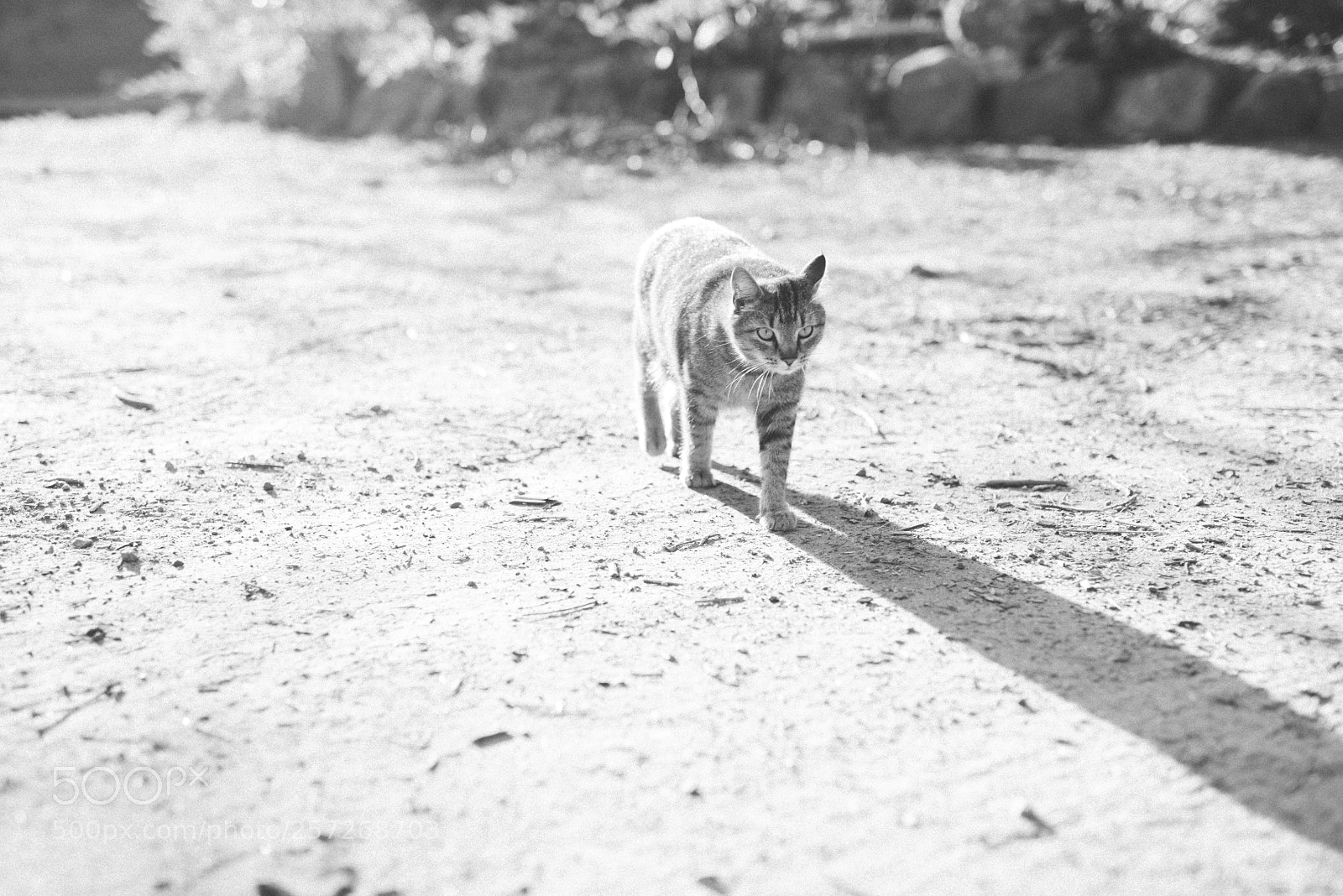 Nikon D810 sample photo. Europa (of ) photography