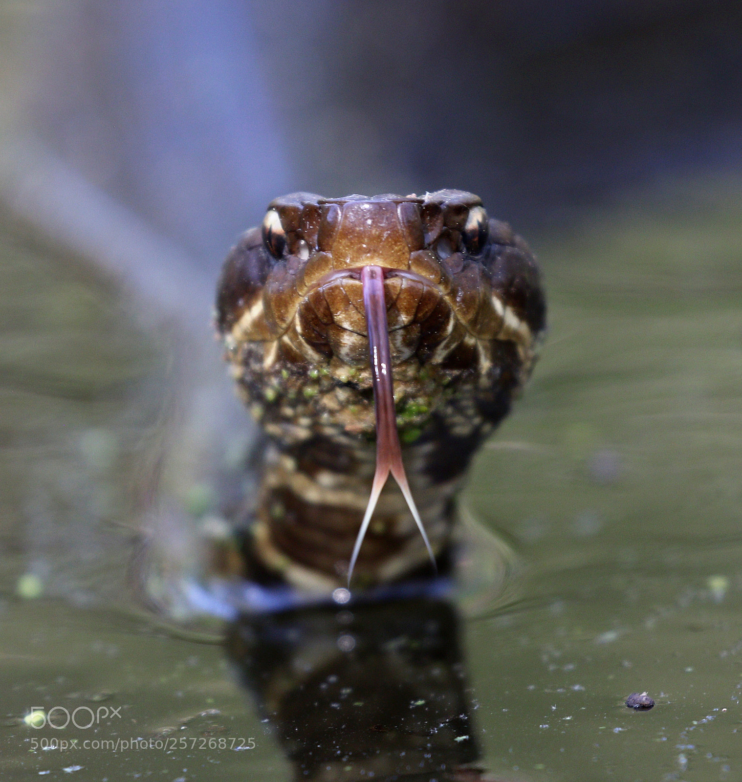 Canon EOS 7D Mark II sample photo. Cottonmouth tongue photography