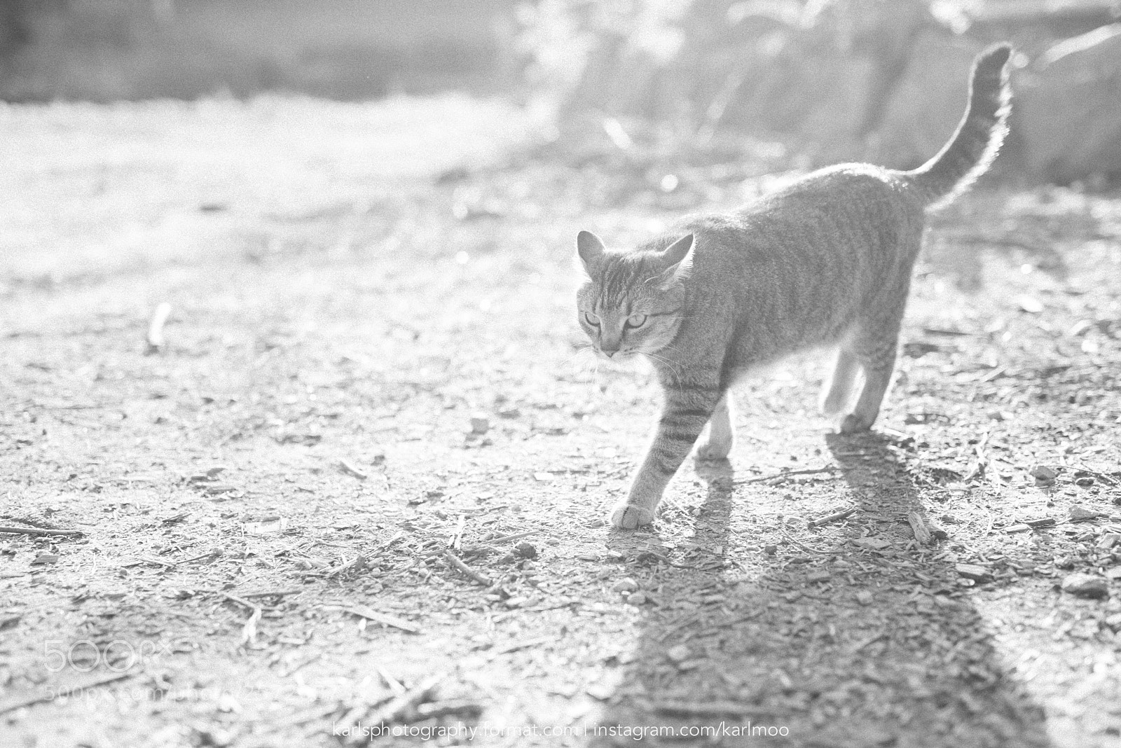 Nikon D810 sample photo. Europa (of ) photography