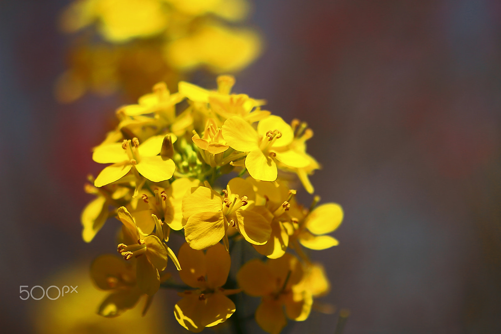 Canon EOS 7D + Canon EF 50mm F1.8 II sample photo. Wild plants photography