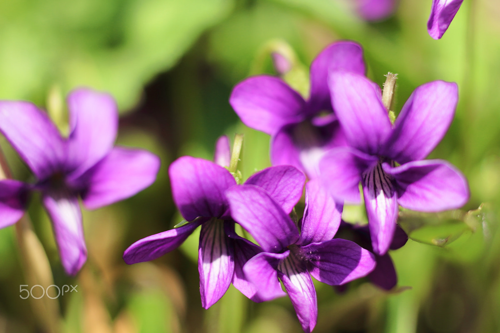 Canon EOS 7D + Canon EF 50mm F1.8 II sample photo. Wild plants photography