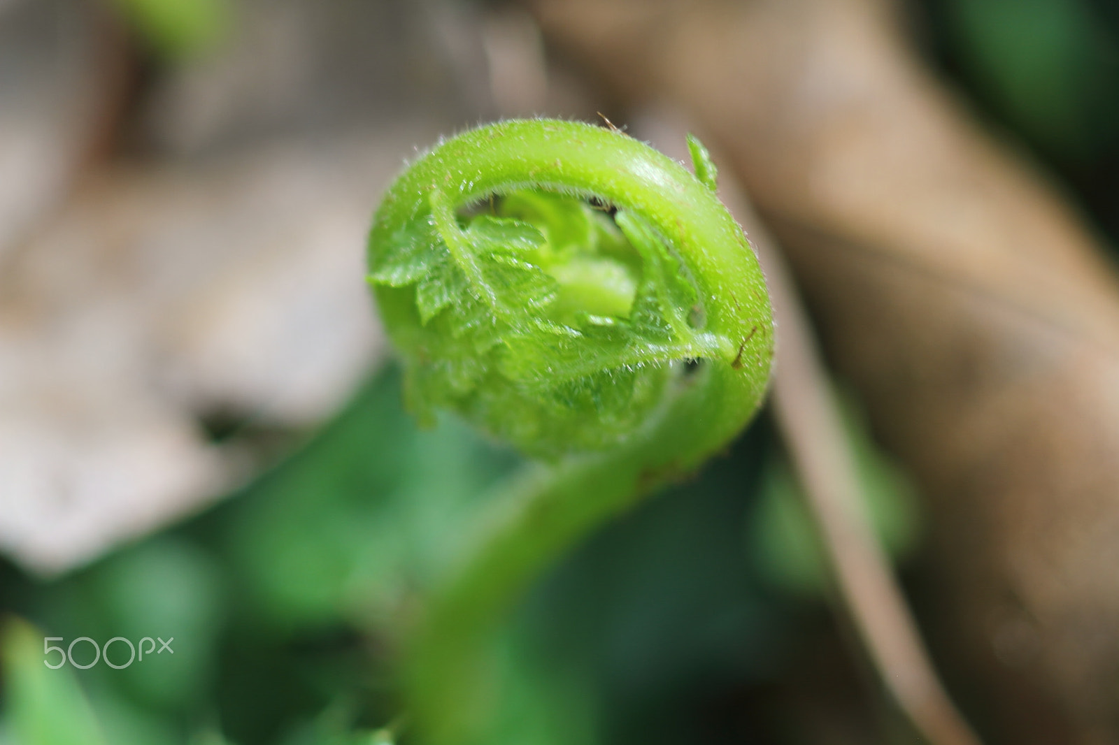 Canon EOS 7D sample photo. Wild plants photography