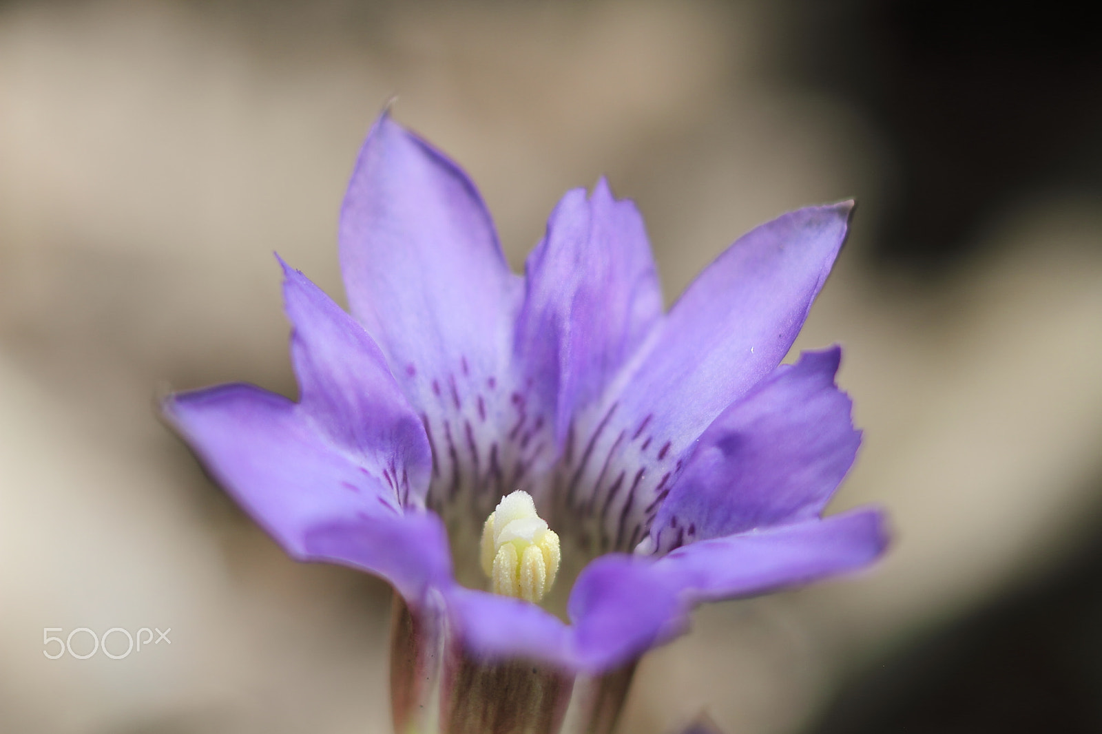 Canon EOS 7D + Canon EF 50mm F1.8 II sample photo. Wild plants photography