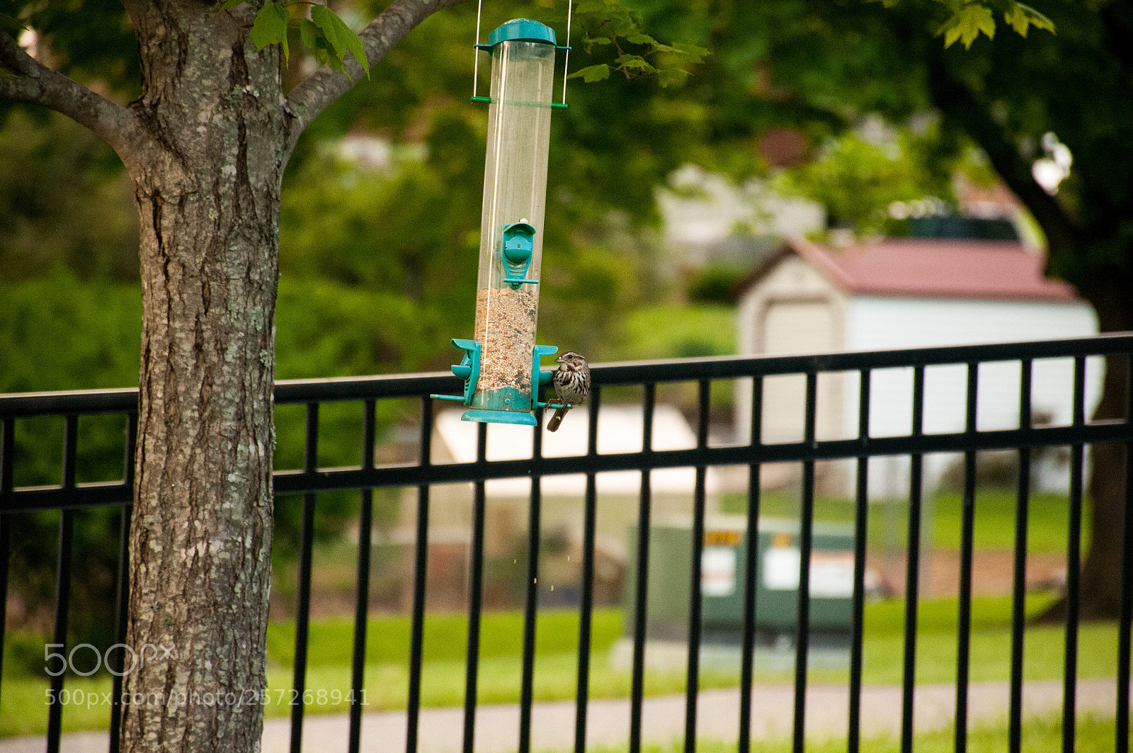 Nikon D300 sample photo. A song sparrow feeding photography