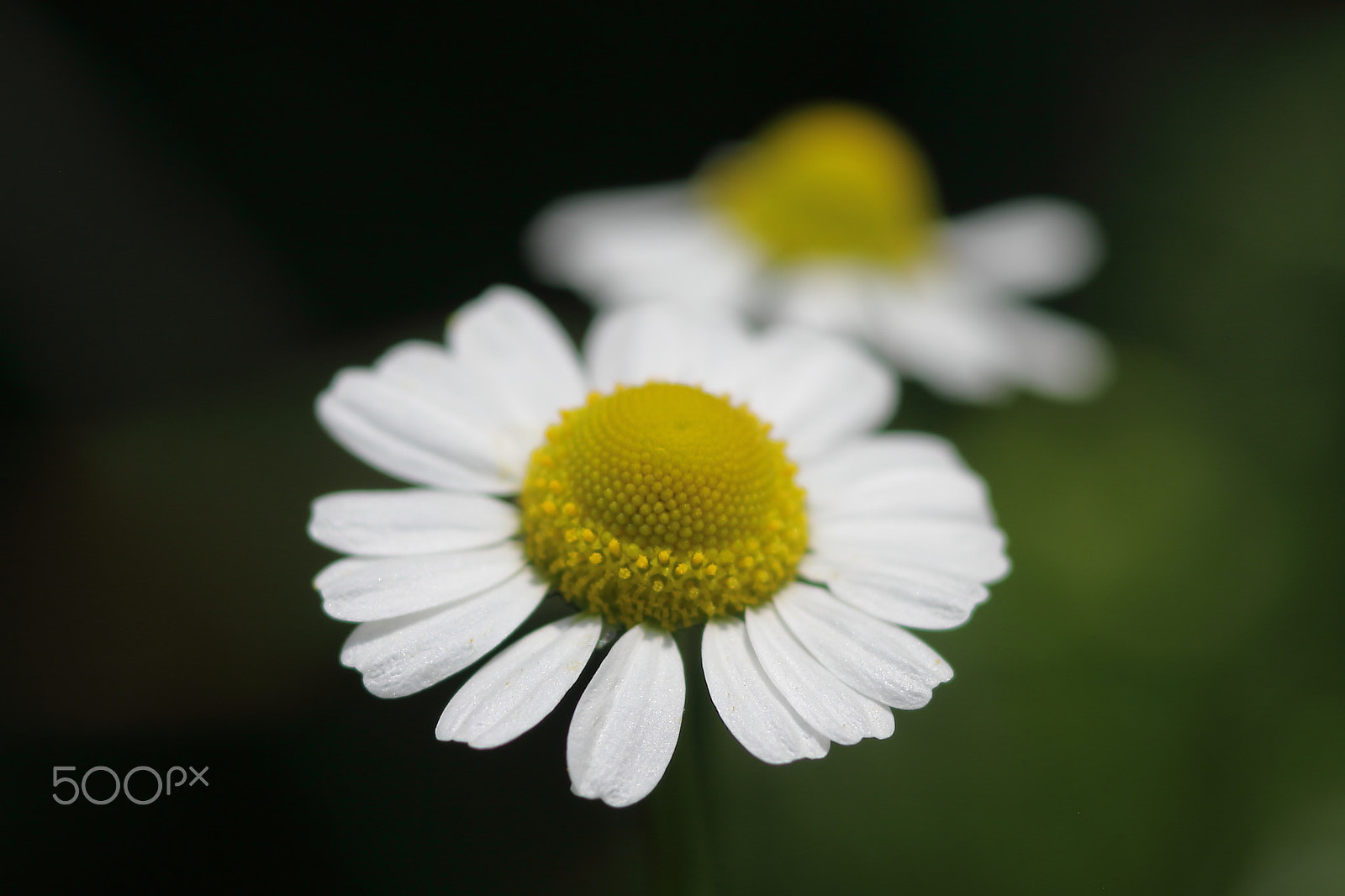 Canon EOS 7D sample photo. Wild plants photography