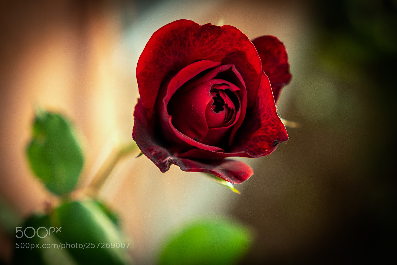 Panasonic Lumix DMC-G7 sample photo. Red rose-love and beauty photography