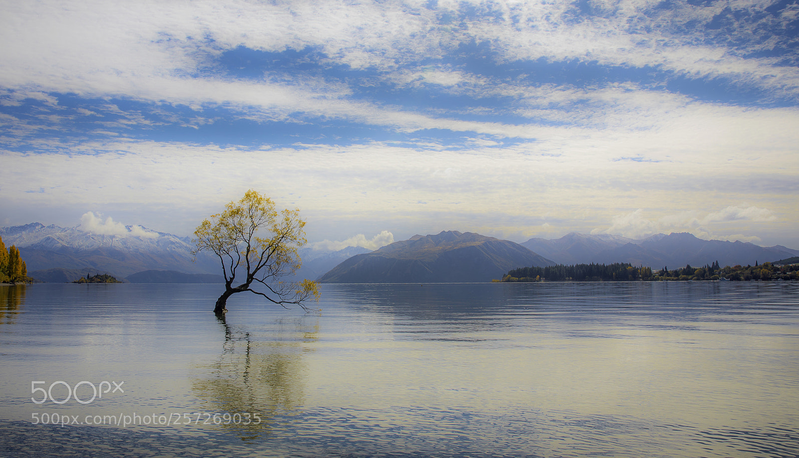 Canon EOS 5D Mark IV sample photo. Lone tree of lake photography