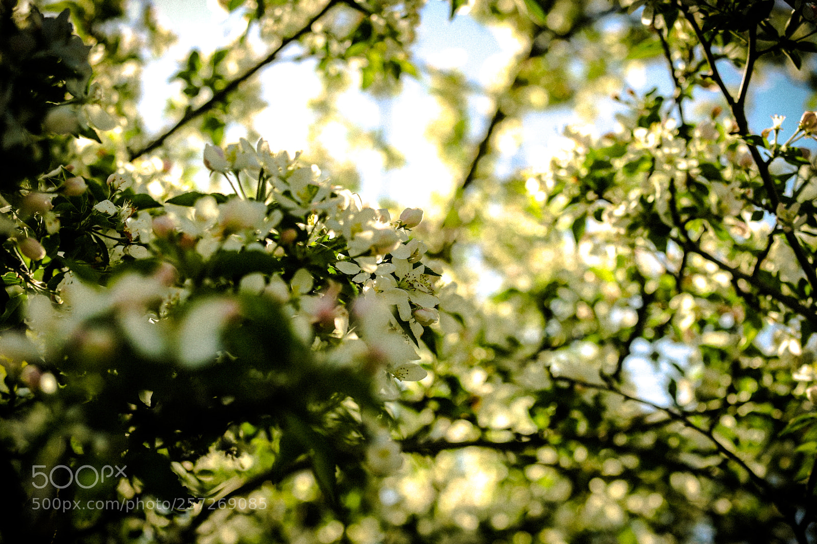 Canon EOS 6D Mark II sample photo. Summer is here photography