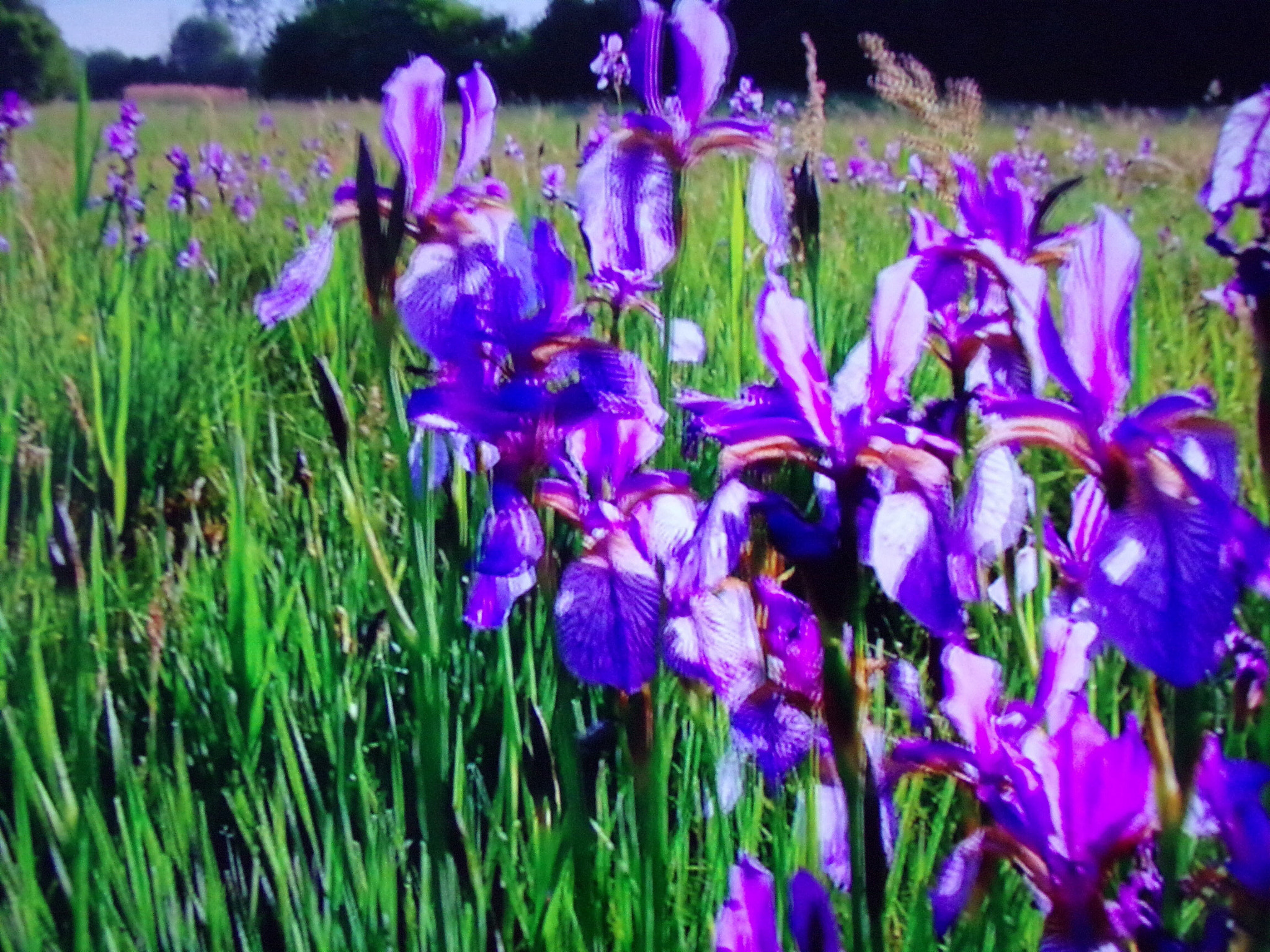 Kodak PIXPRO AZ251 sample photo. Bleu en campagne  photography